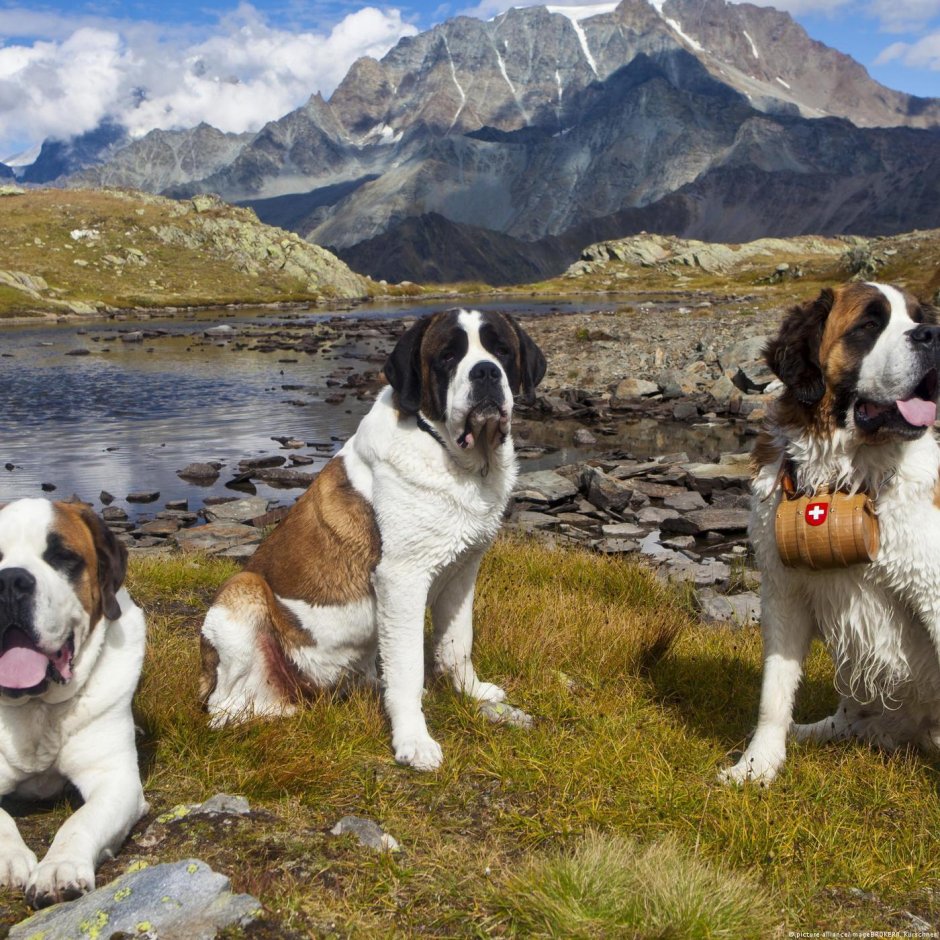 Сенбернар собака спасатель