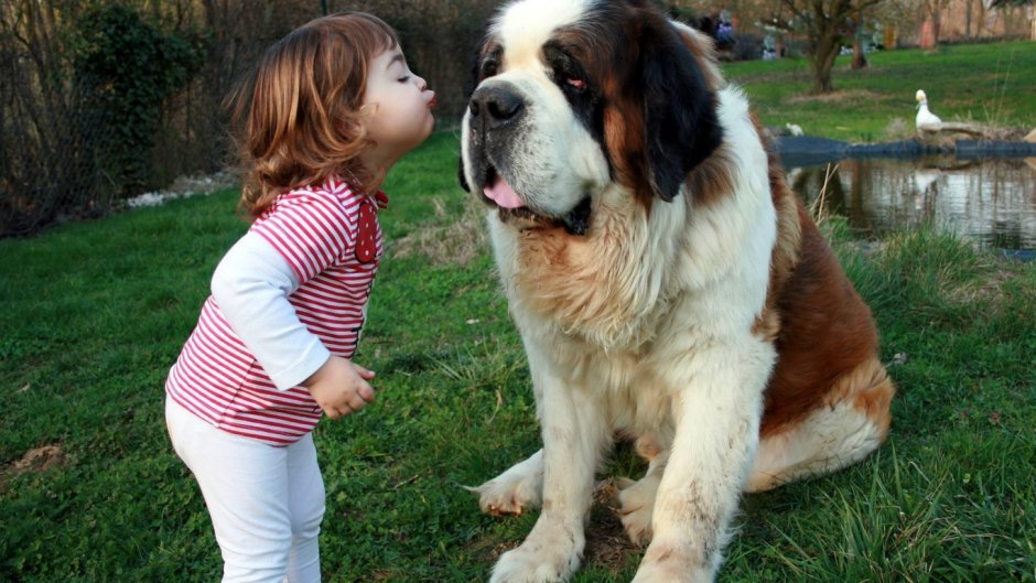 Большие собаки и маленькие дети