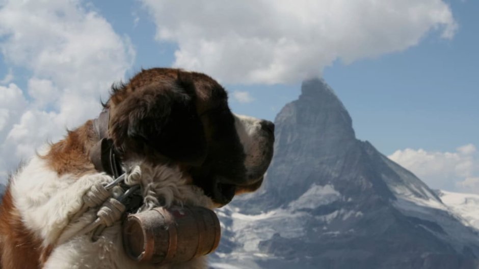 Альпийский Сенбернар