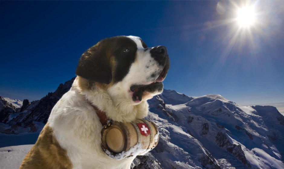 Сенбернар пинчер