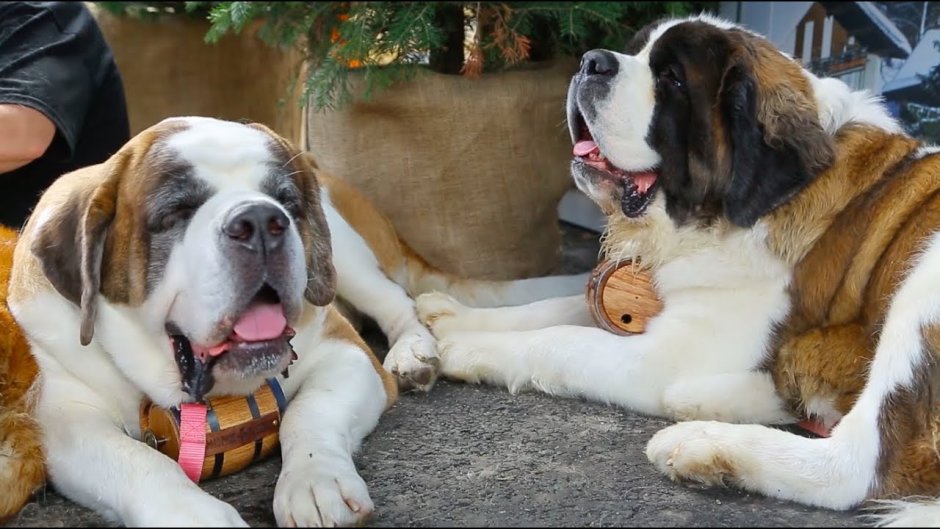 Гигантский Сенбернар