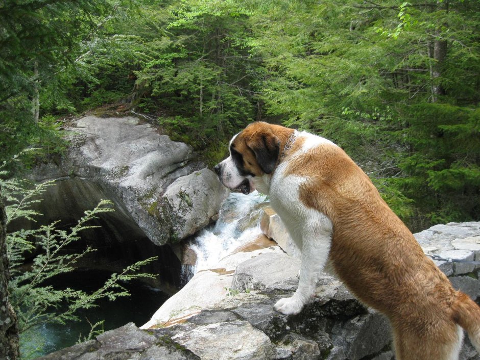 Сенбернар спит