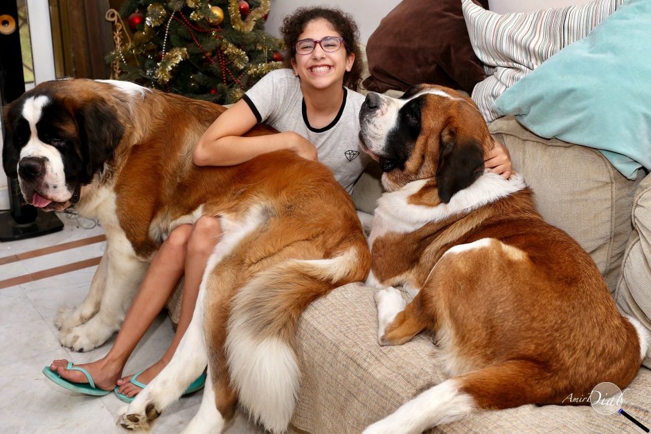 Старотипный Сенбернар