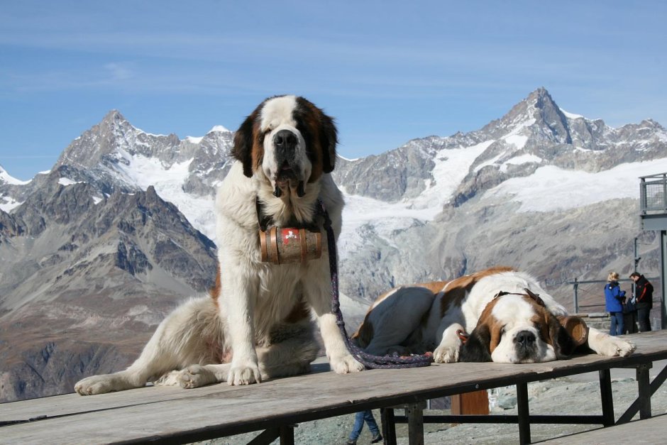 Шотландский Сенбернар