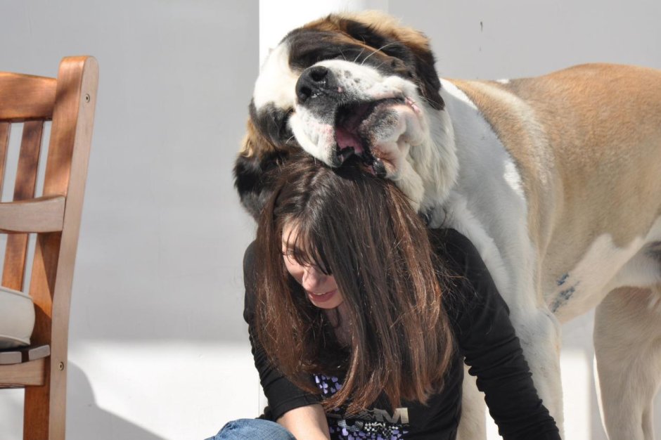 Сенбернар щенок