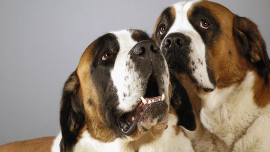 Монастырь сен Бернар