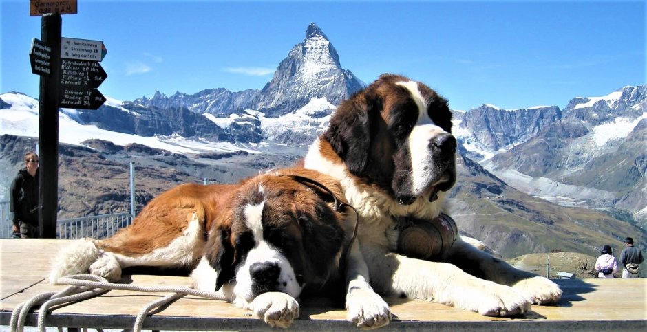 Сенбернар собака спасатель