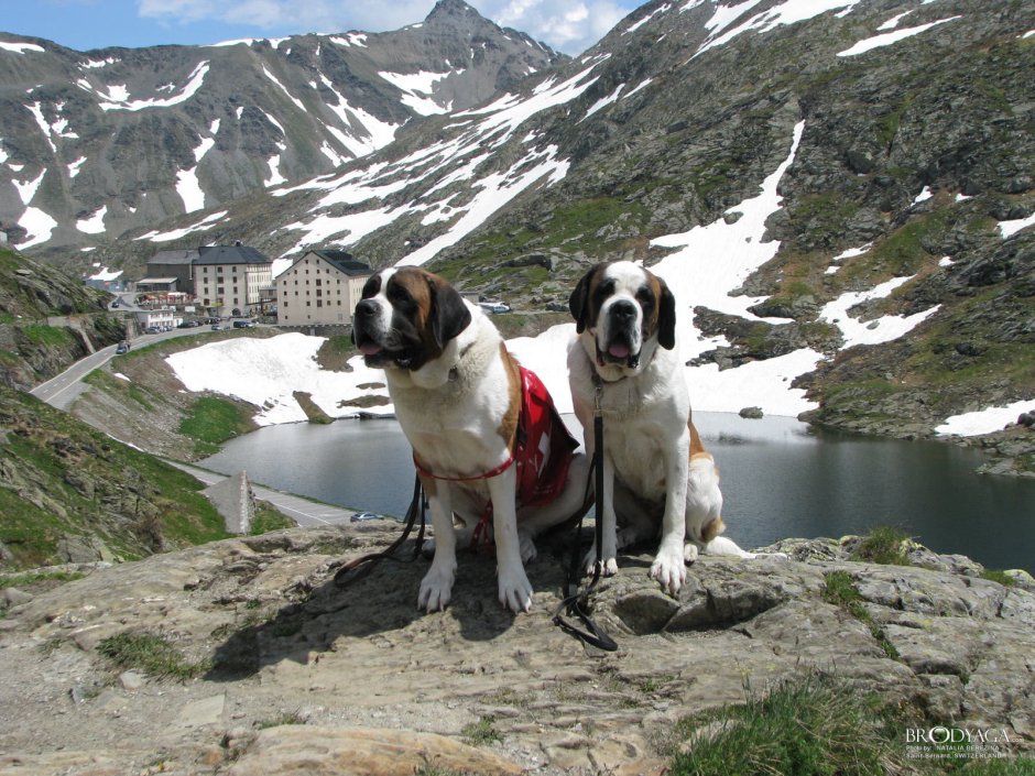 Сенбернар и кот