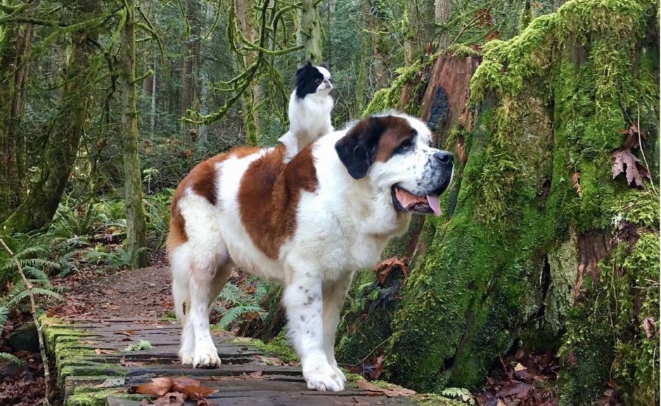 Сенбернар и ретривер