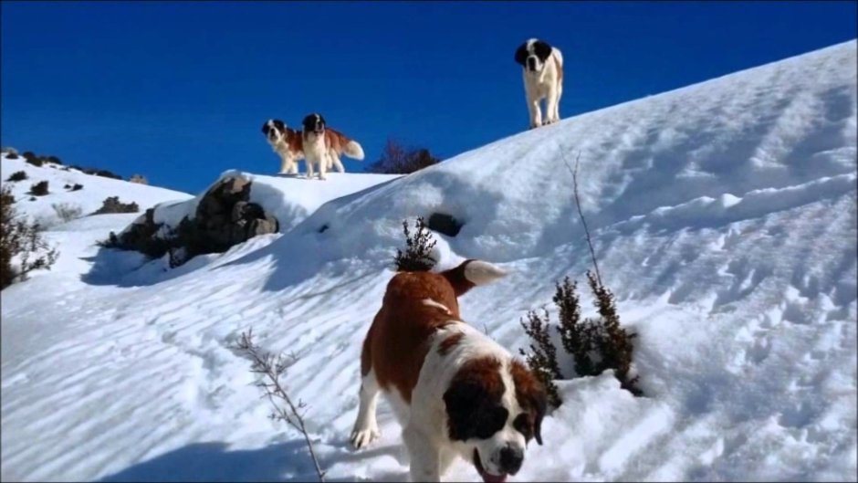 Сент Бернард порода собак