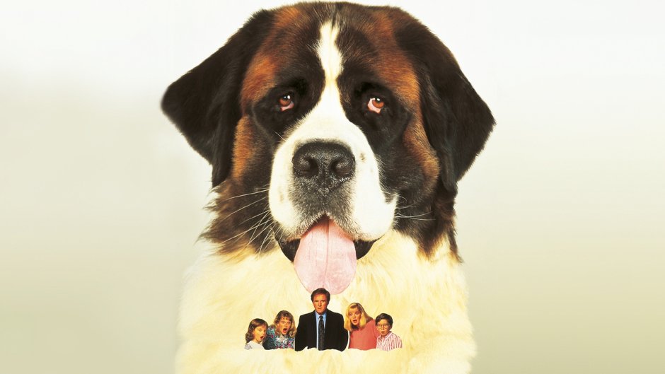 Длинношерстный Сенбернар