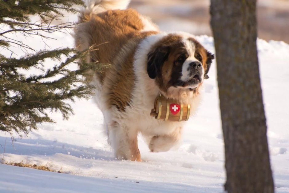 Бетховен фильм Постер
