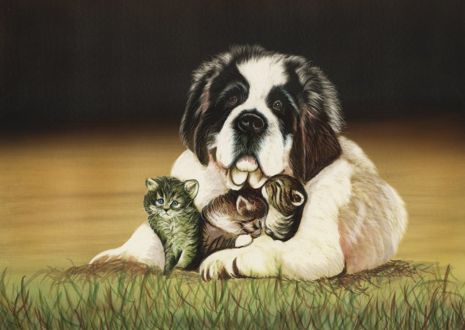 Сенбернар рост