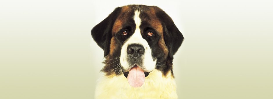 Московская сторожевая овчарка