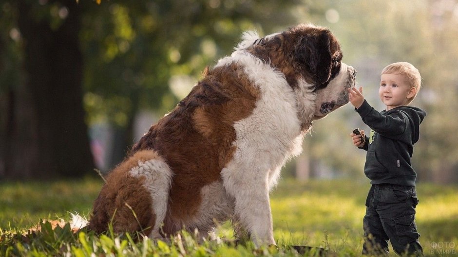 Сенбернар мраморный