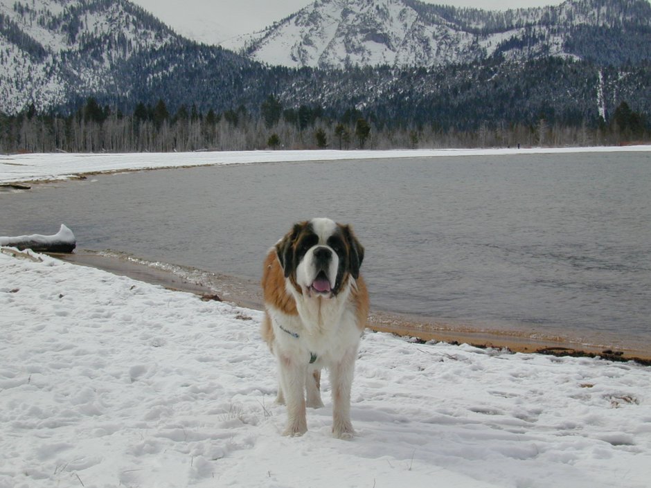 Картинки на рабочий стол Сенбернар зима