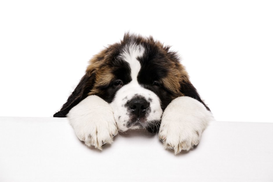 Сенбернар черный