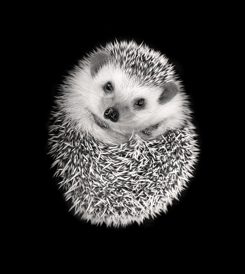 Свернувшийся еж