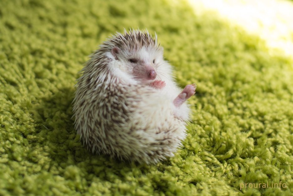 Кудрявый Ежик