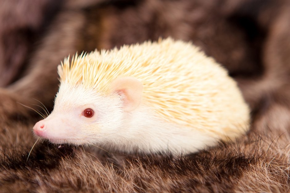 Еж альбинос
