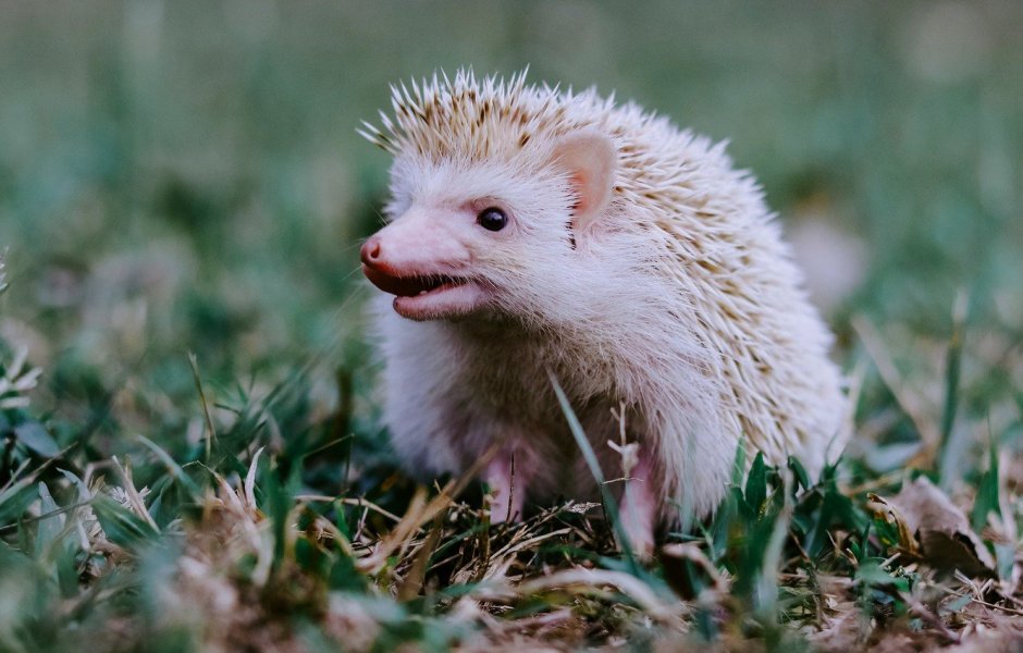 Австралийский Ежик