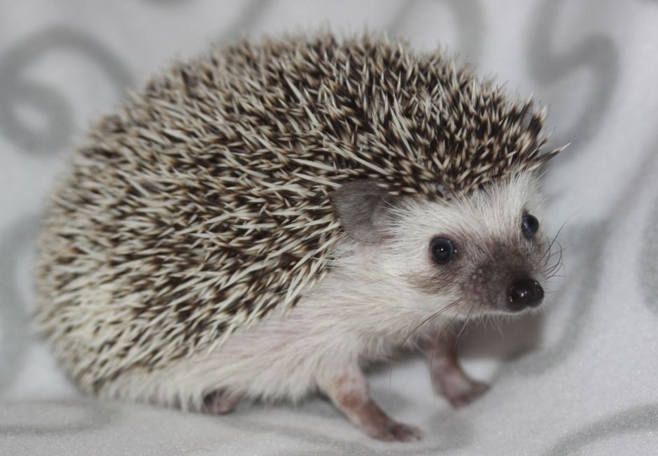 Африканский белый еж