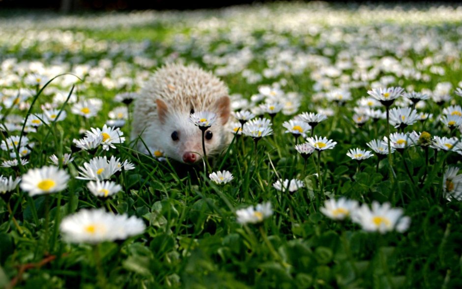 Ёжик в ромашках