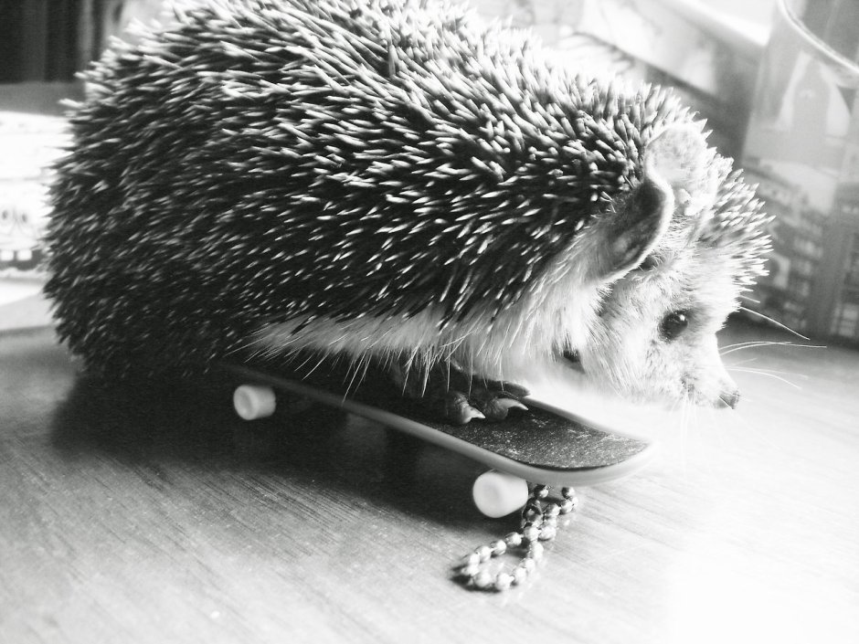 Крутой Ежик