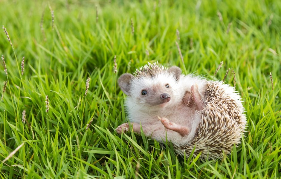 Маленький Ёжик