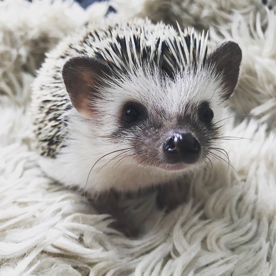 Милые ежики