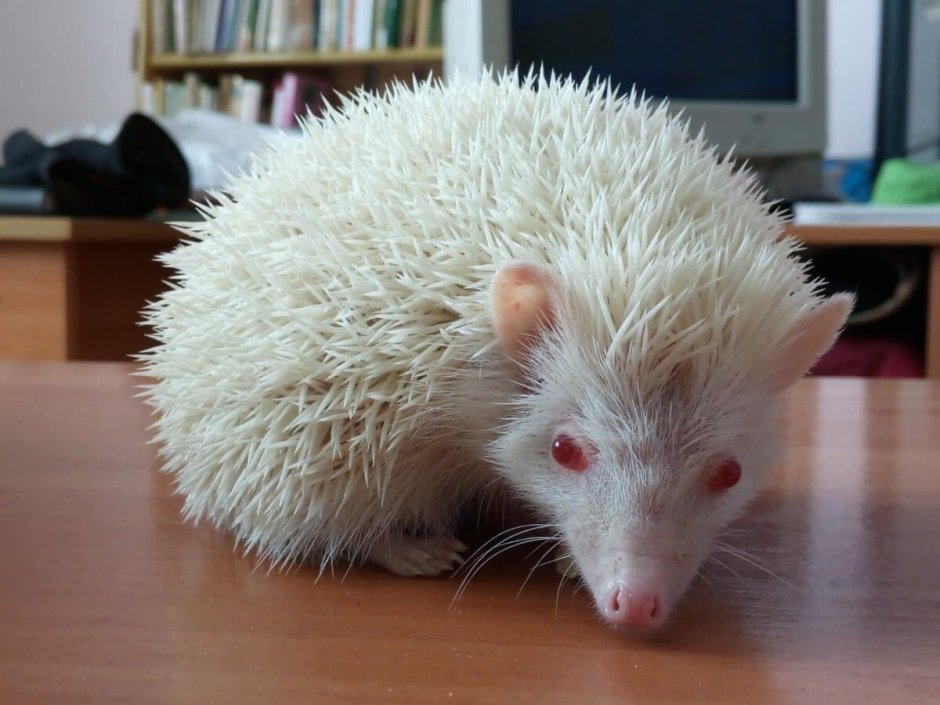 Африканский Ежик альбинос