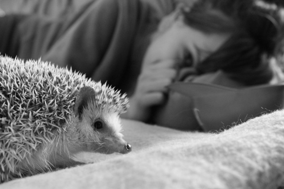 Нежный Ежик