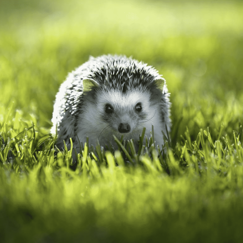 Красивый еж