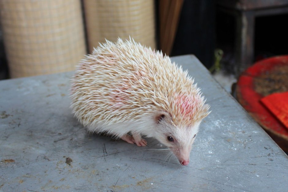 Африканский еж альбинос