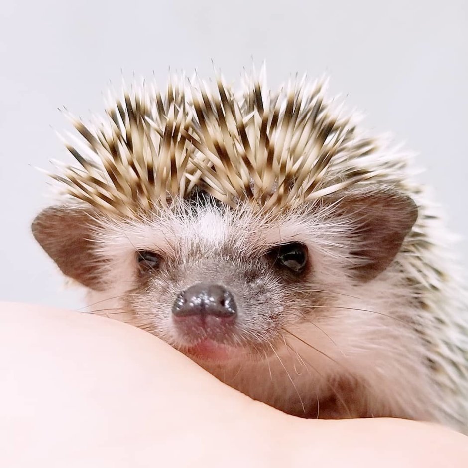 Карликовый декоративный Африканский еж