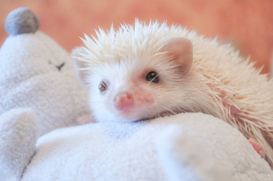 Африканский Ежик альбинос