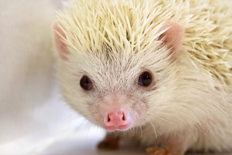 Еж обыкновенный альбинос