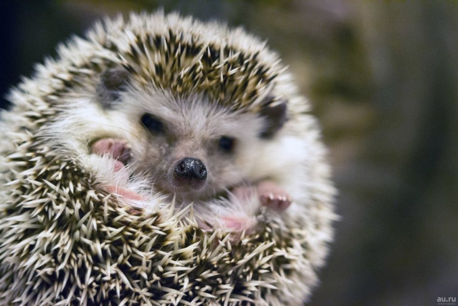 Европейский белобрюхий еж