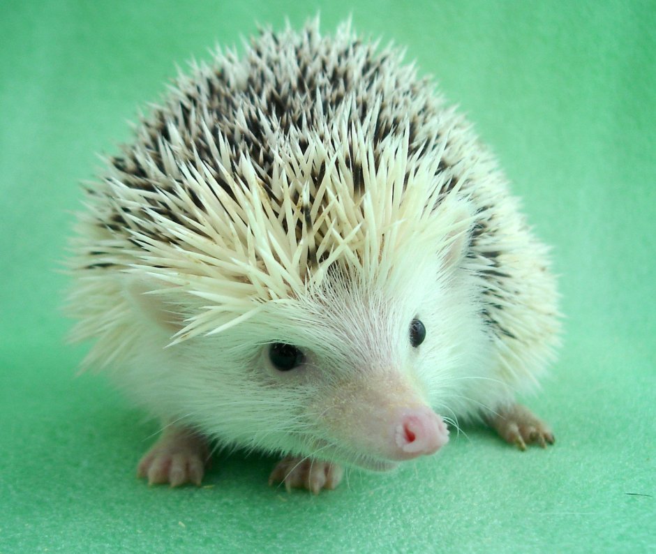 Африканский белый карликовый ёж
