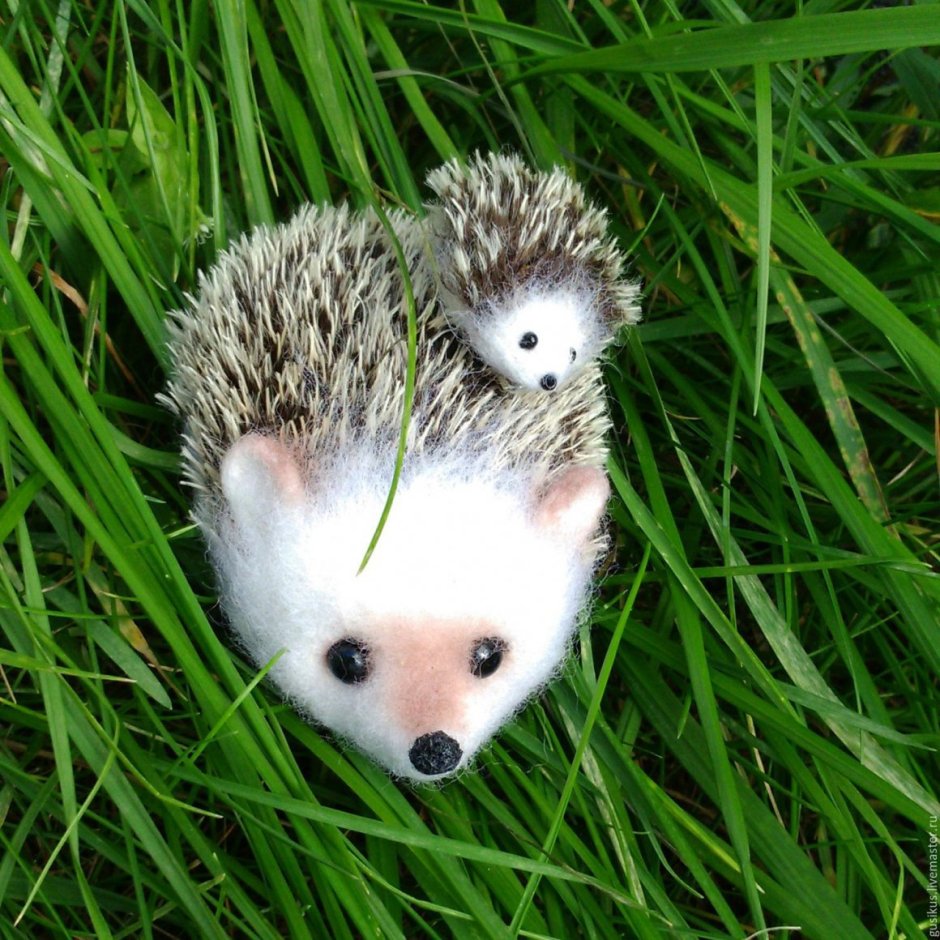 Альпийский Ежик