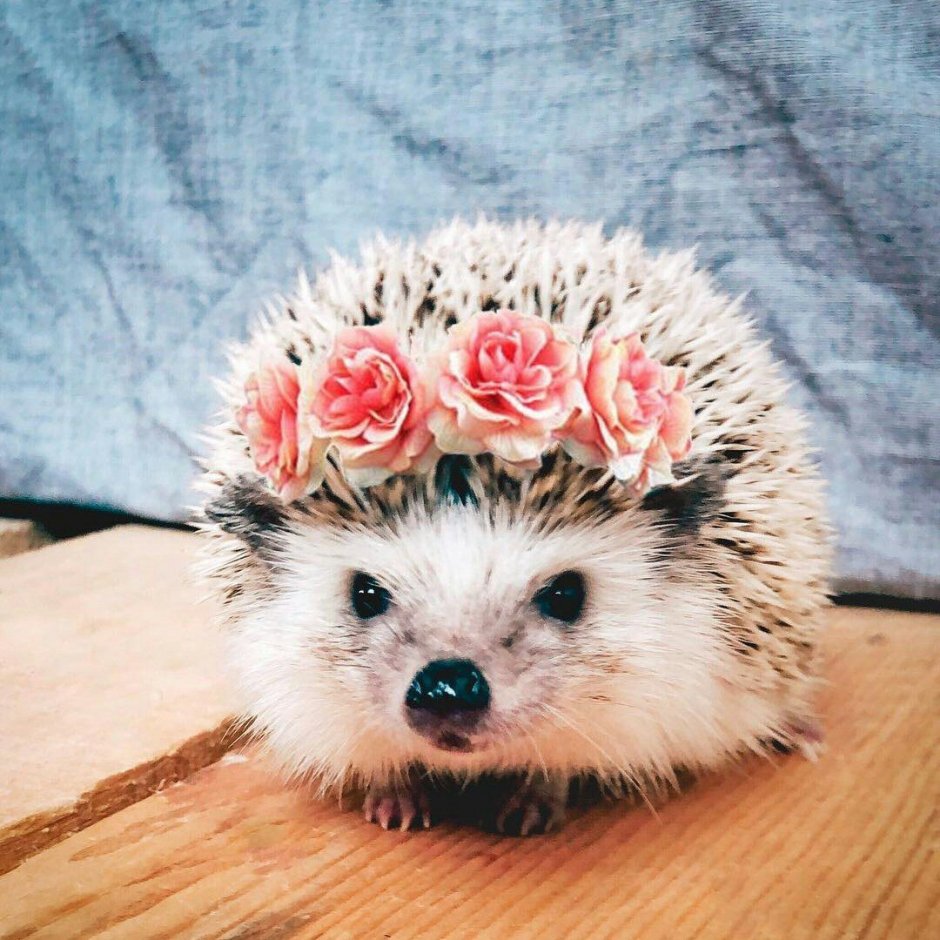 Ежик с короной