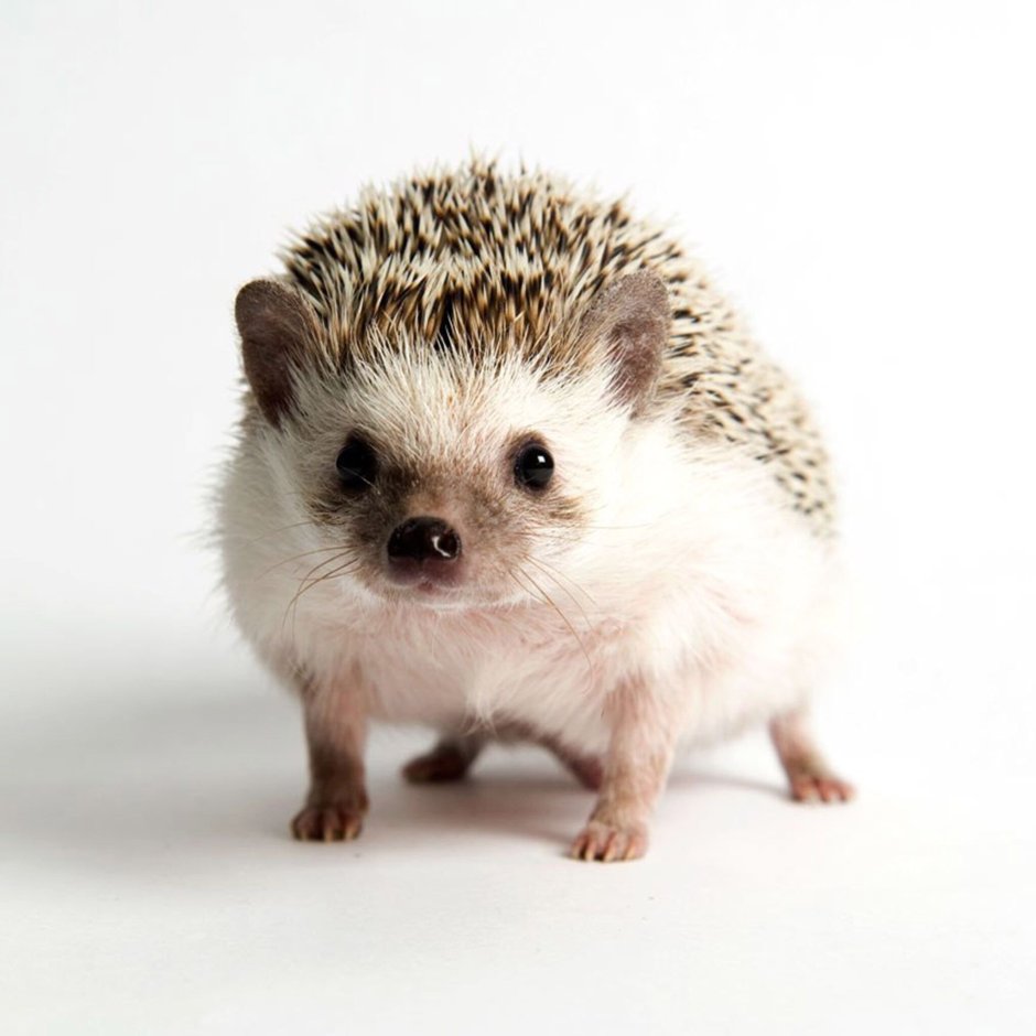 Маленькие ежата