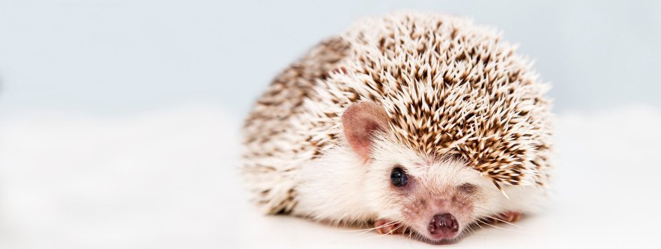 Еж обыкновенный альбинос