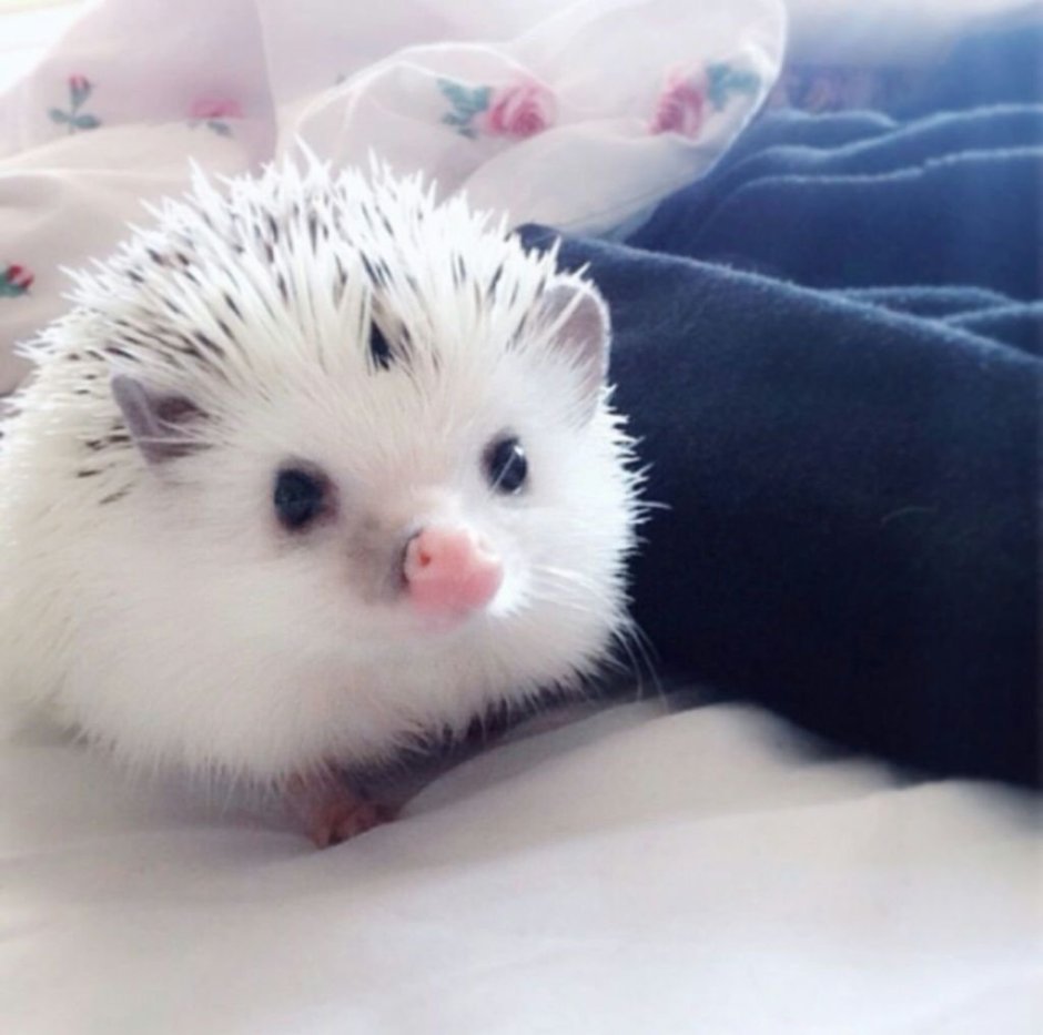 Ёжик альбинос домашний