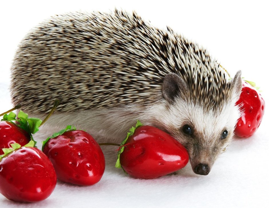 Еж на белом фоне