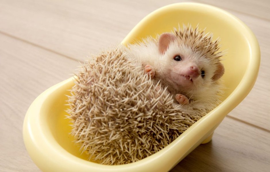 Милые домашние ежики