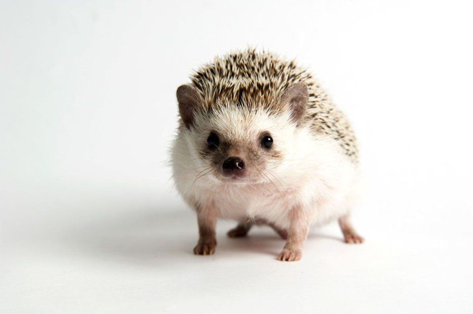 Ежик на белом фоне