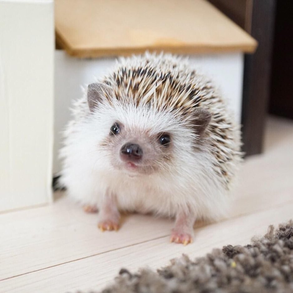 Еж без фона