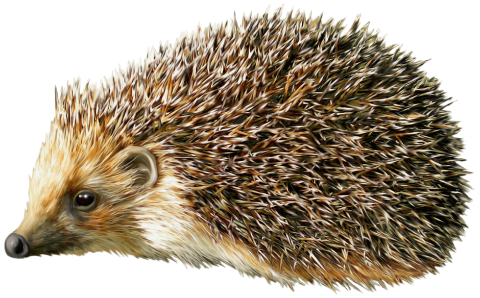 Ёжик Эстетика