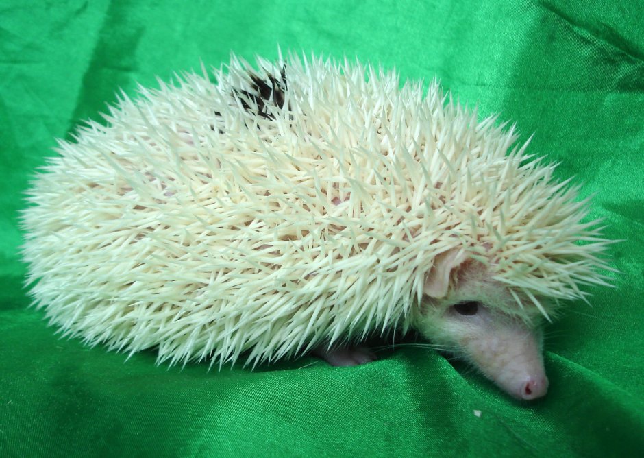 Африканский карликовый Ежик альбинос